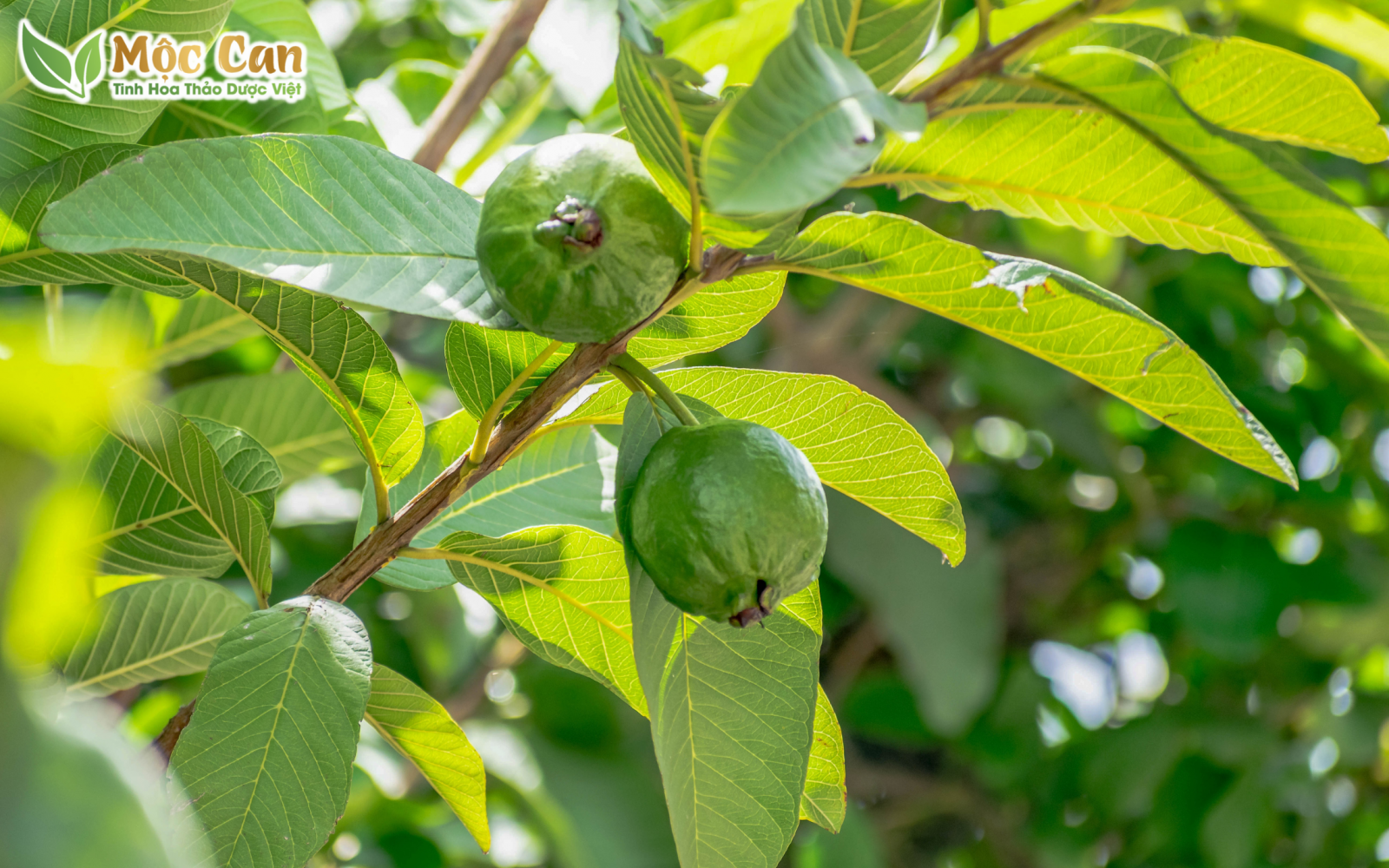 BÀI THUỐC THƯỜNG GẶP TỪ LÁ ỔI 2